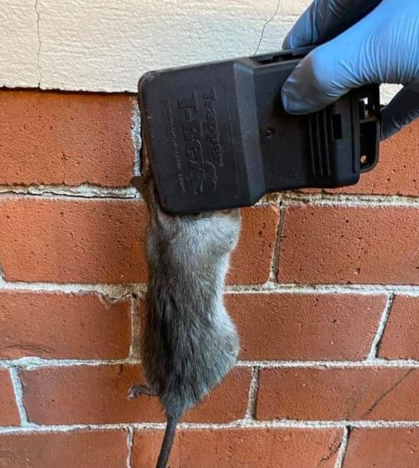 A Rat Being Caught By A Trap