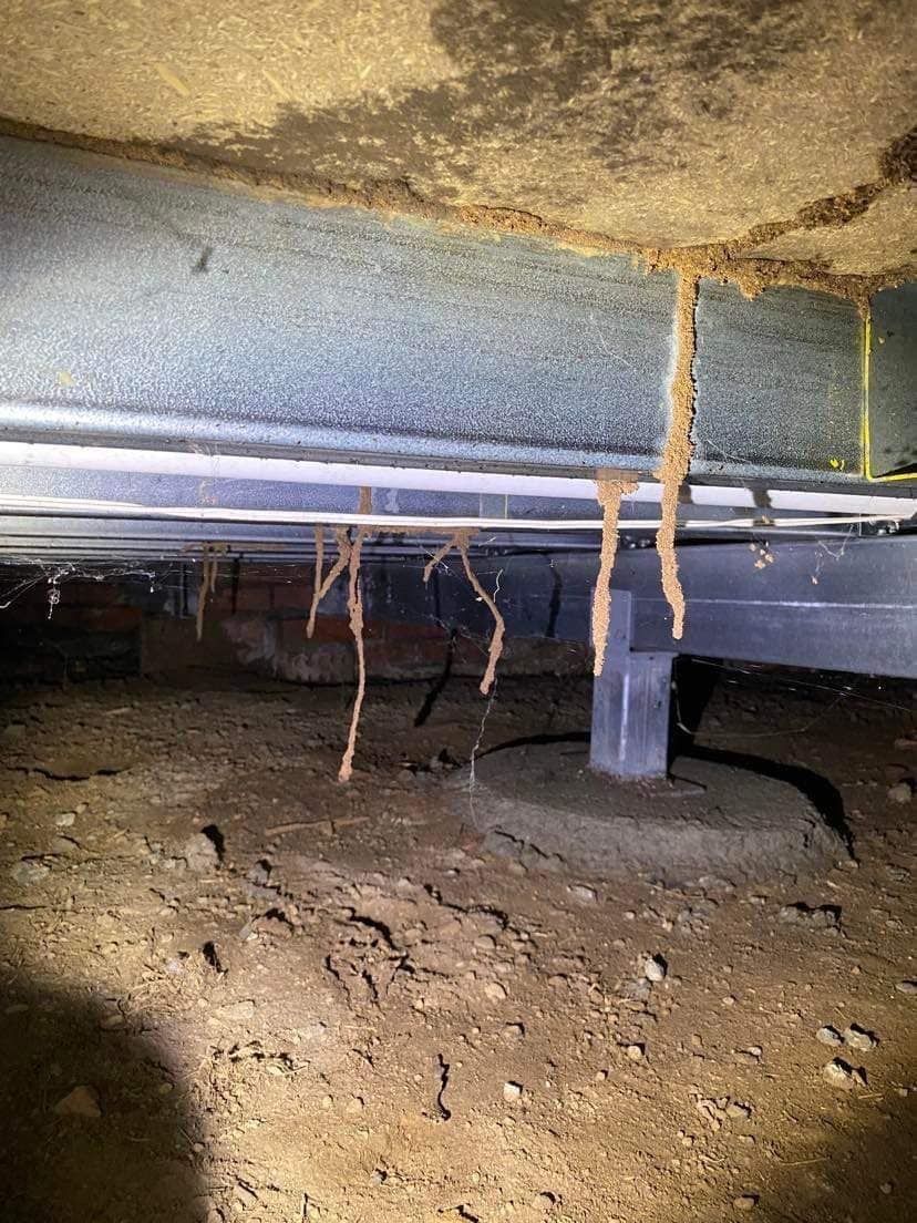 Basement Space with Termite Mud Tubes 