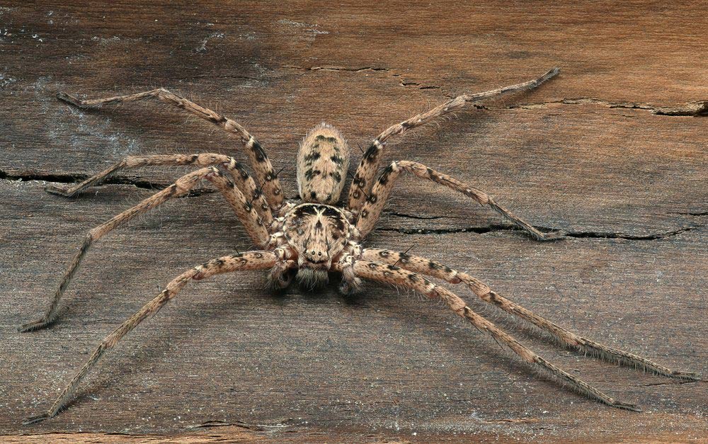 Huntsman Spider — Professional Pest Control In Thurgoona NSW
