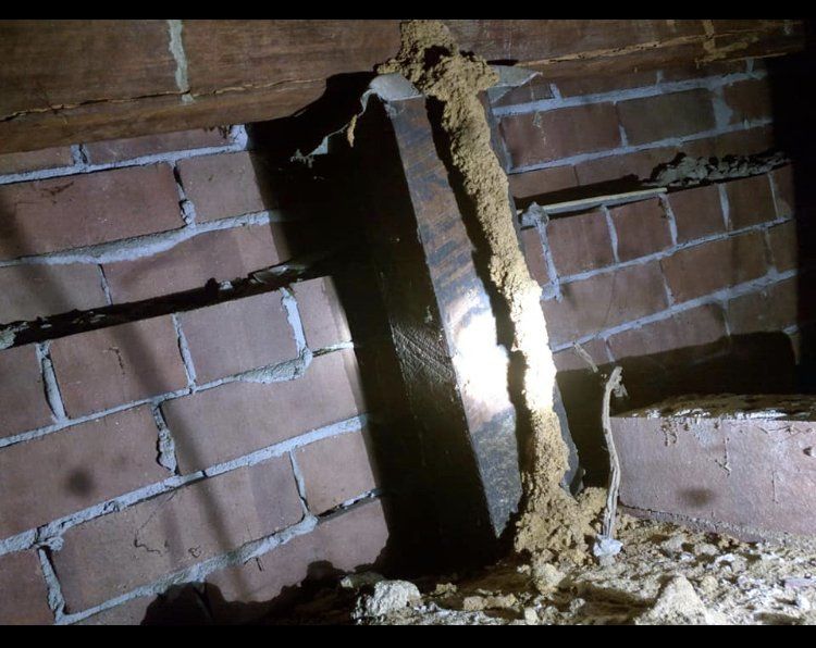 Mould infested termites