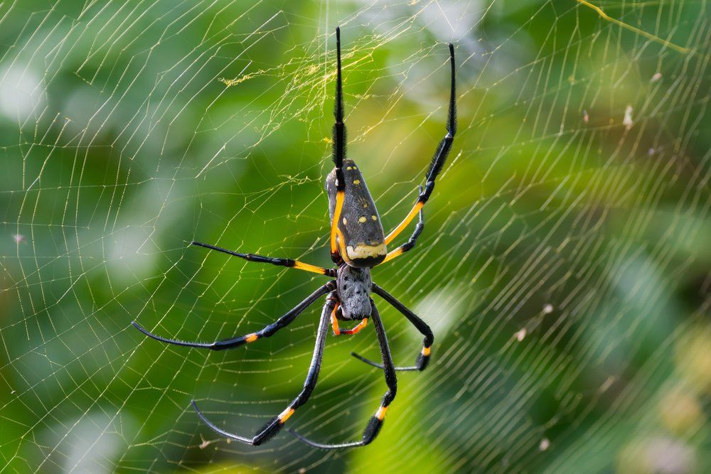 Orb Weaving Spiders — Professional Pest Control In Thurgoona NSW