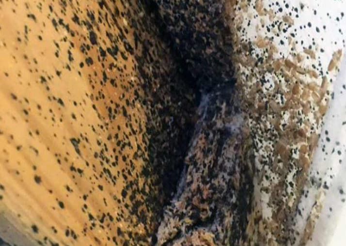 Bed Bugs Infestation — Professional Pest Control In Thurgoona NSW