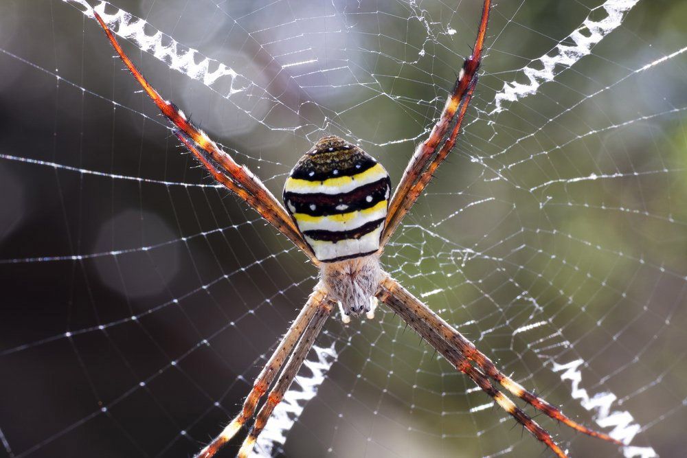 St. Andrews Cross Spider — Professional Pest Control In Thurgoona NSW