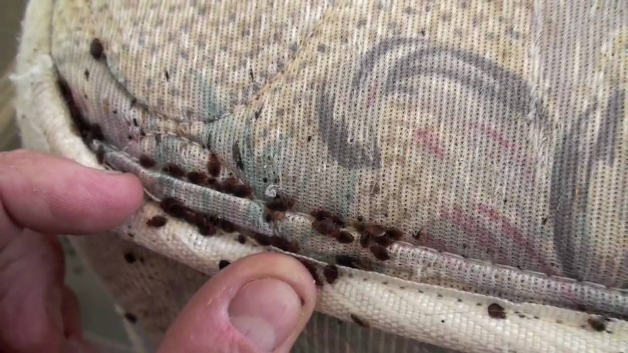 Infestation of Bed Bugs — Professional Pest Control In Thurgoona NSW