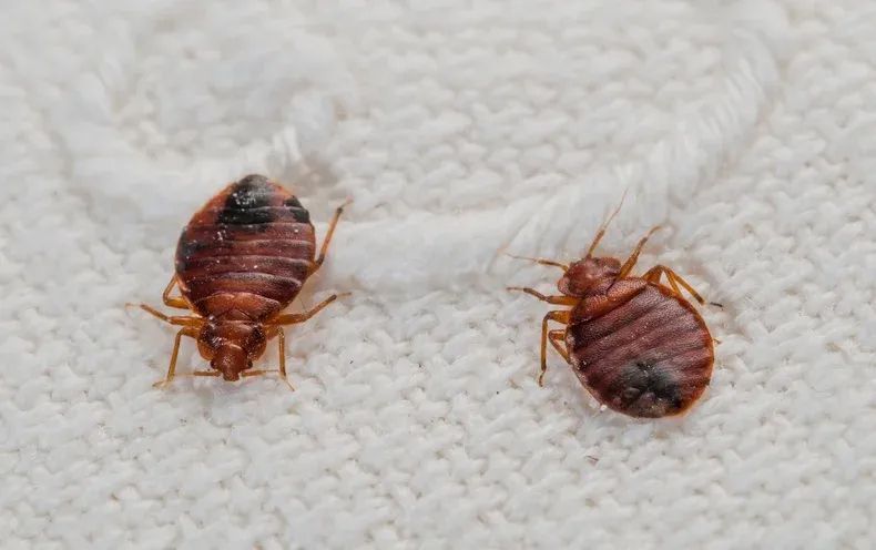 Bed Bugs On Bedsheets