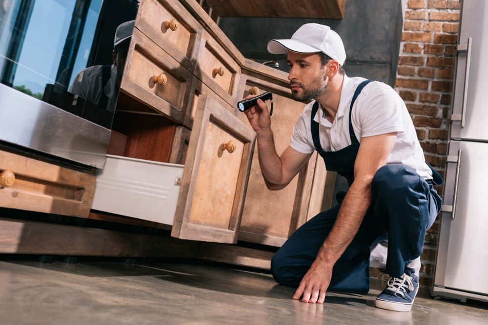 professional pest inspection