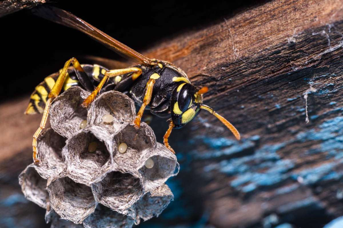 Wasps On Nest — Professional Pest Control In Thurgoona NSW