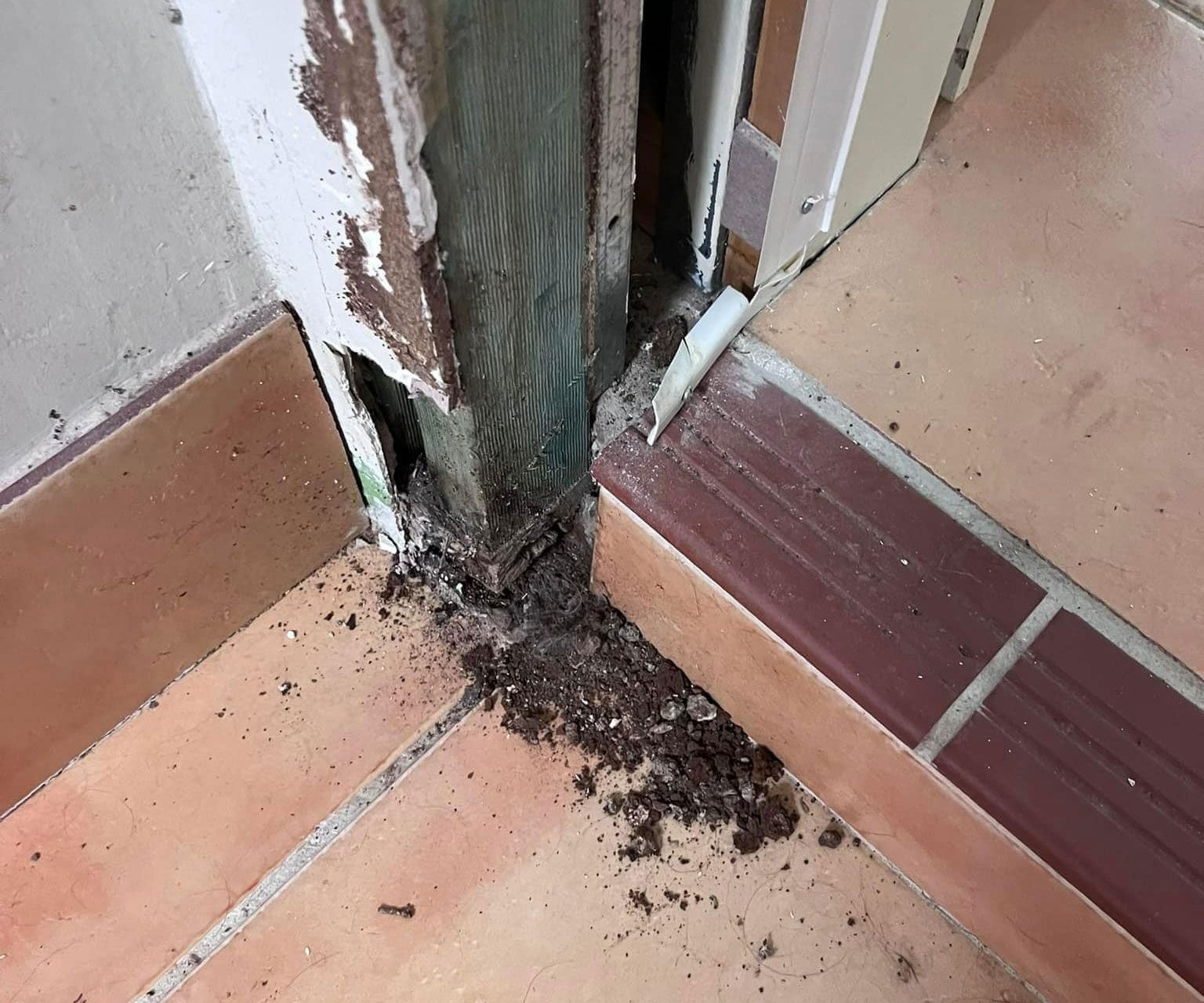 Wood Infested By Pests On A Rental Property