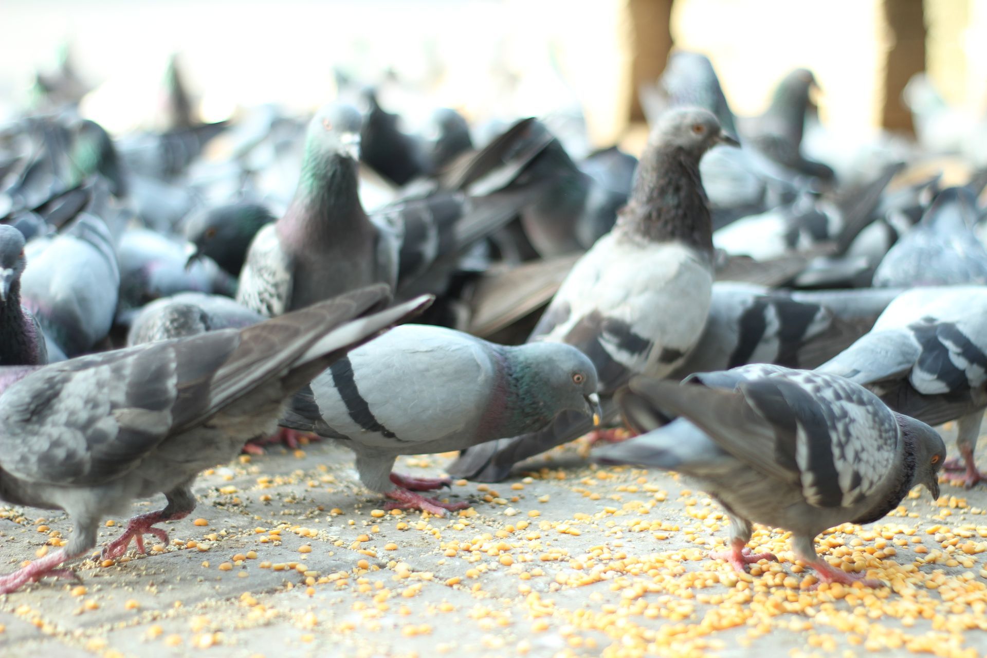 allontanamento volatili