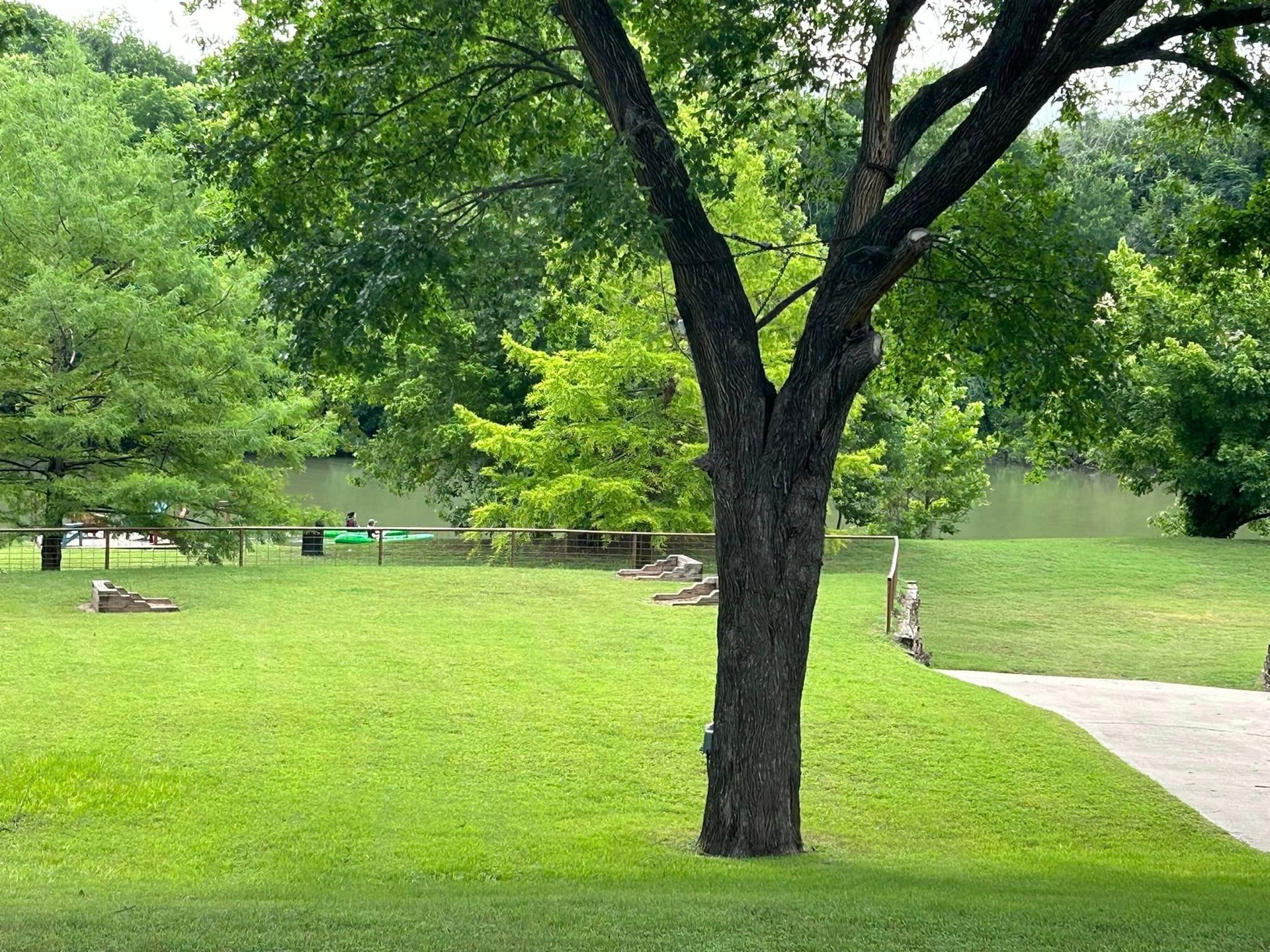 A tree in the middle of a park with a lake in the background.