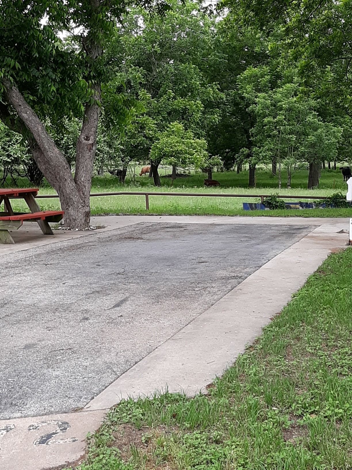 A person is standing next to a picnic table in a park.