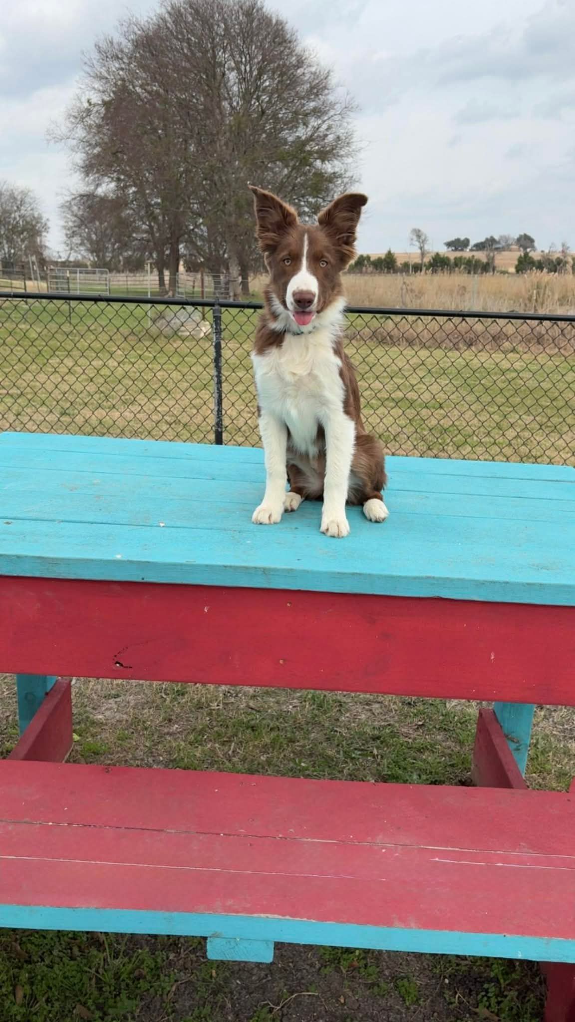 A wooden fence surrounds a dog park with trees in the background.
