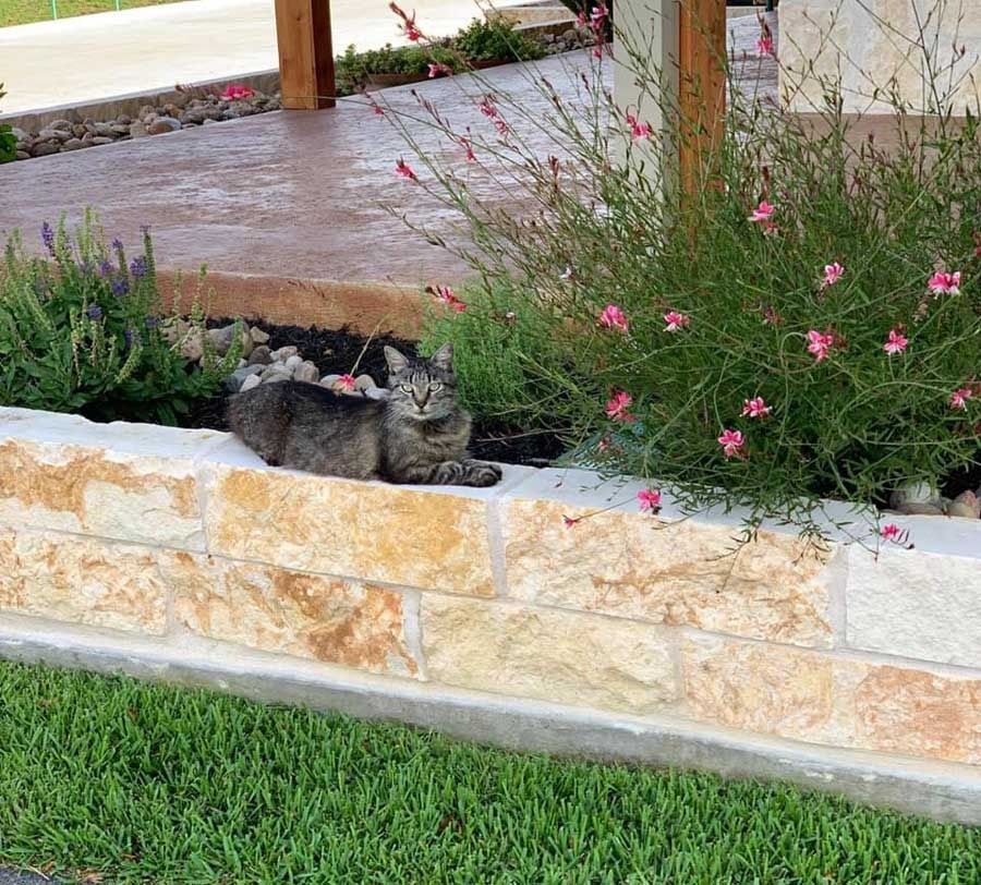 A cat is laying on a stone wall in a garden