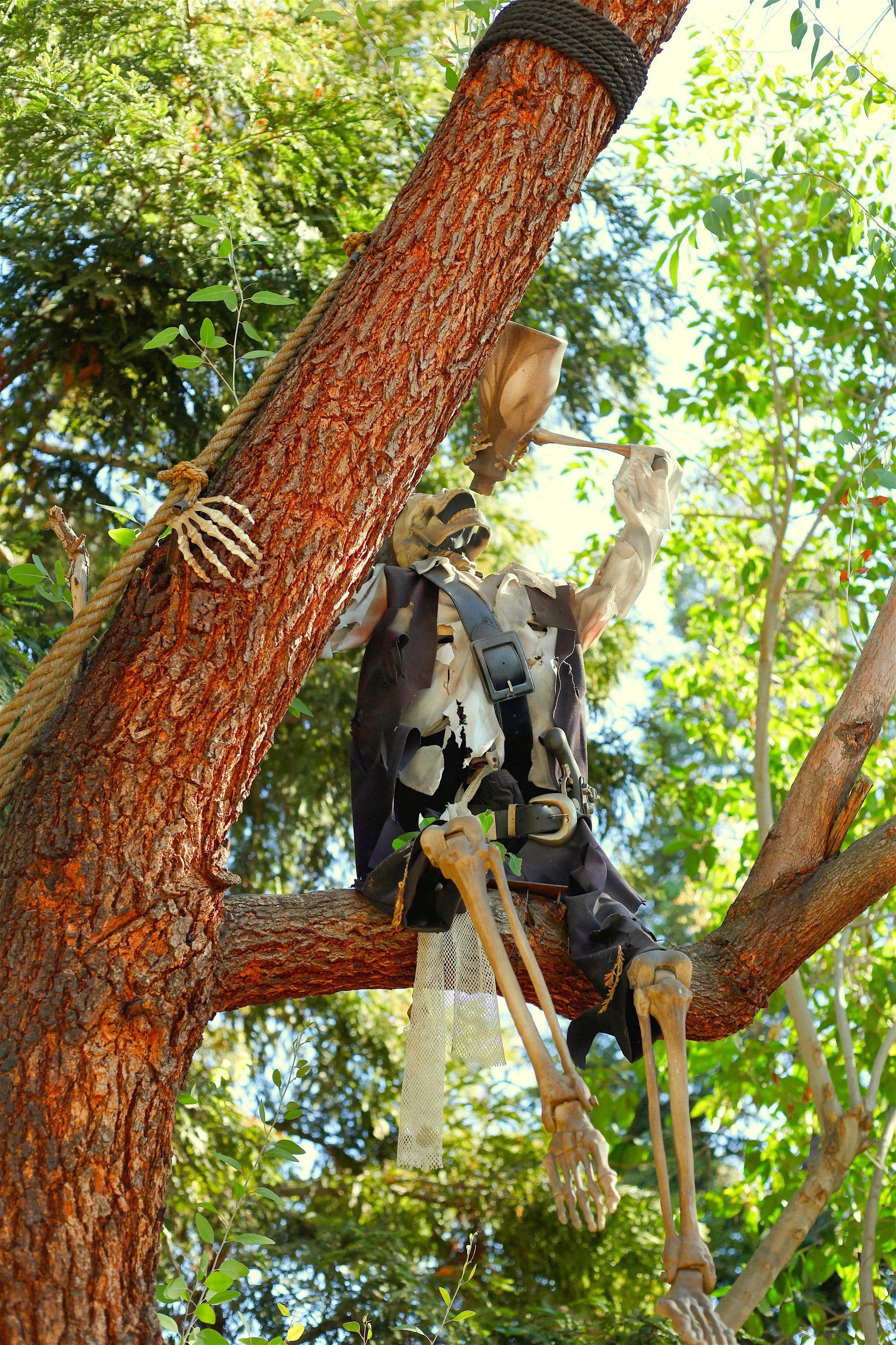 Pirate Skeleton sitting in a tree. 