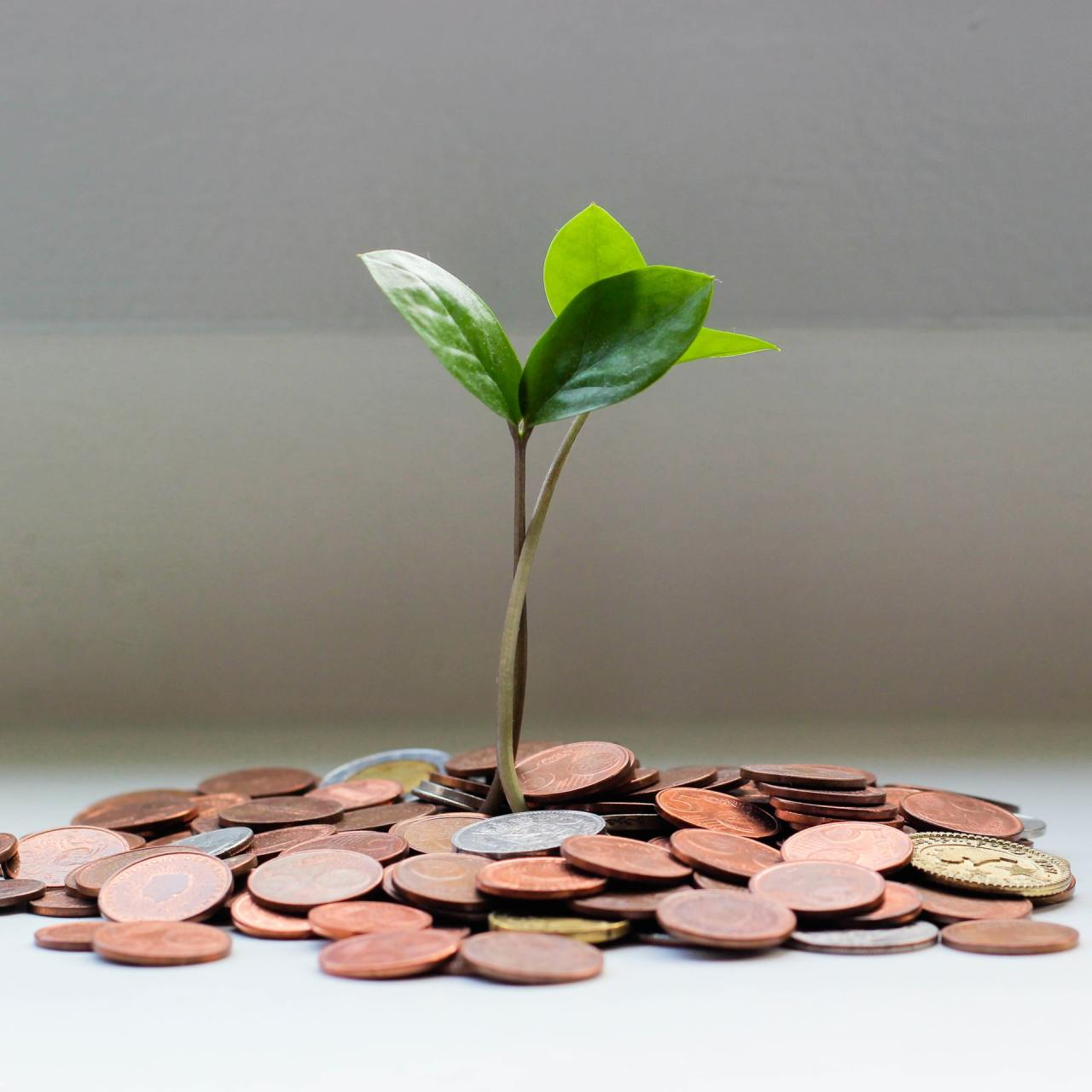 Plant growing from money