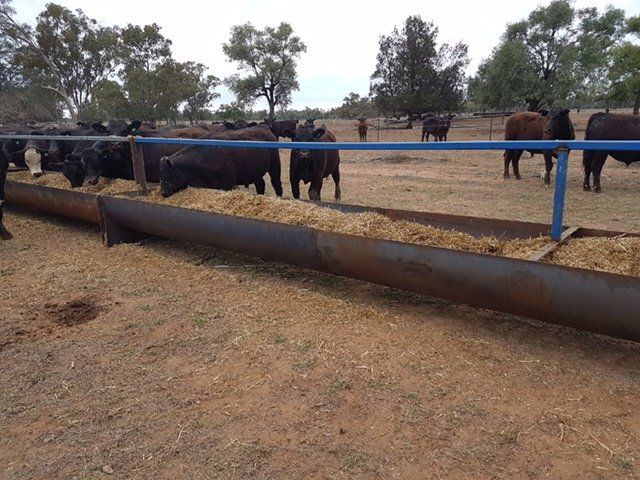 Cows at the cattle gate