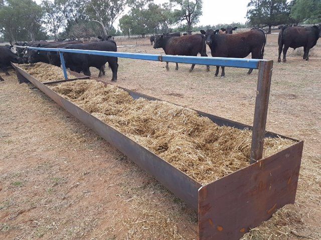 Cows at the cattle gate