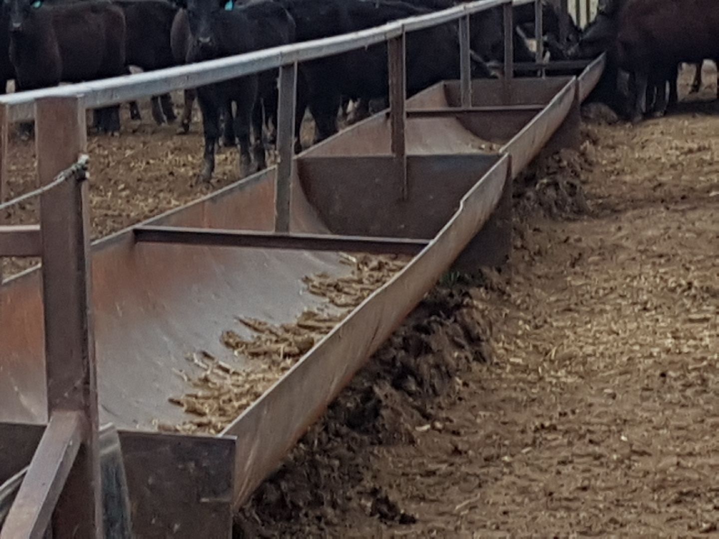 Cows at the cattle gate