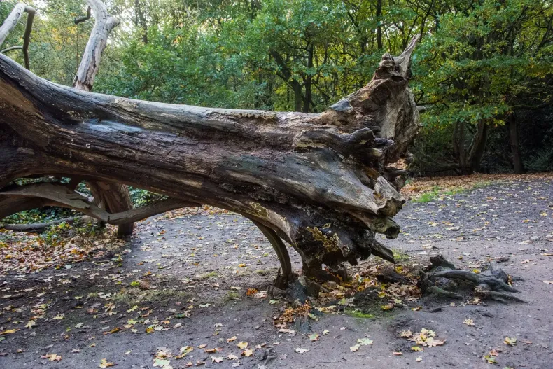 Fallen tree trunk on a dirt path in a forest; leaves on the ground, green foliage in the background.