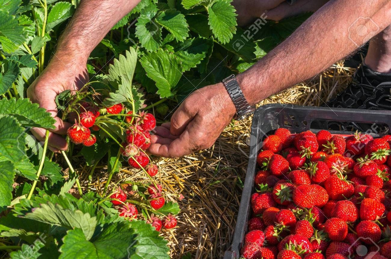 Un homme cueille des fraises dans un buisson dans un jardin.