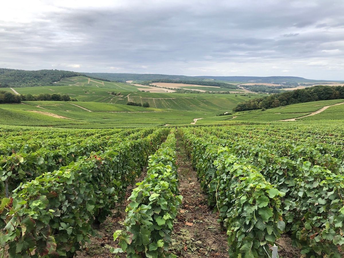Une rangée de vignes poussant dans un champ avec des montagnes en arrière-plan.