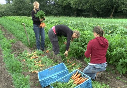 Trois femmes cueillent des carottes dans un champ.