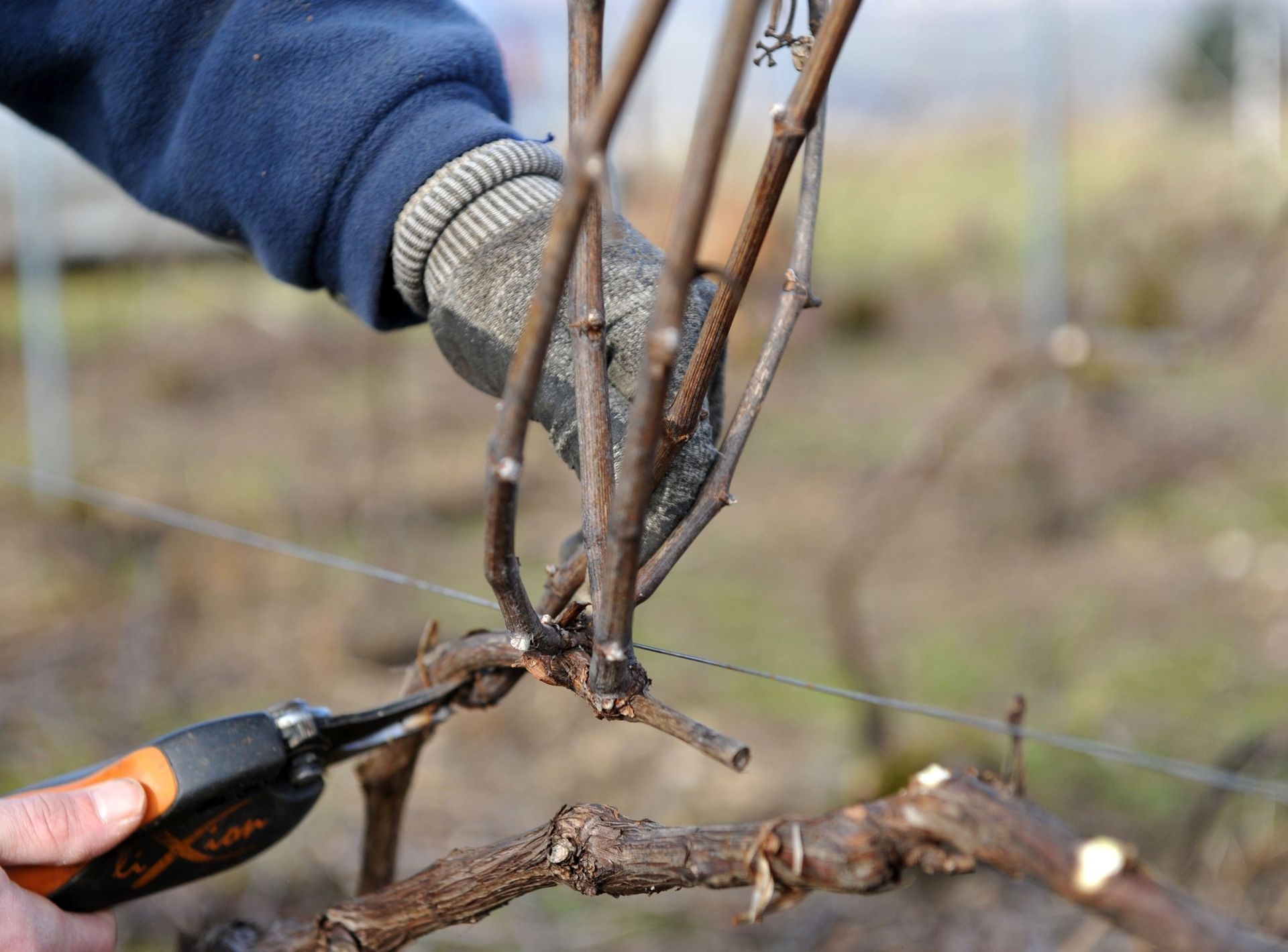 Une personne coupe une vigne avec une paire de ciseaux.