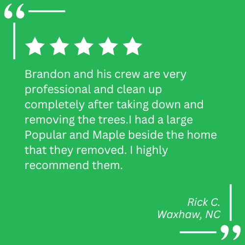 tree cutting and stump grinding near me
