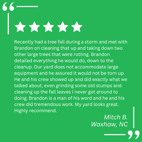 tree trimming company near me
