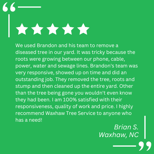 tree removal services near me
