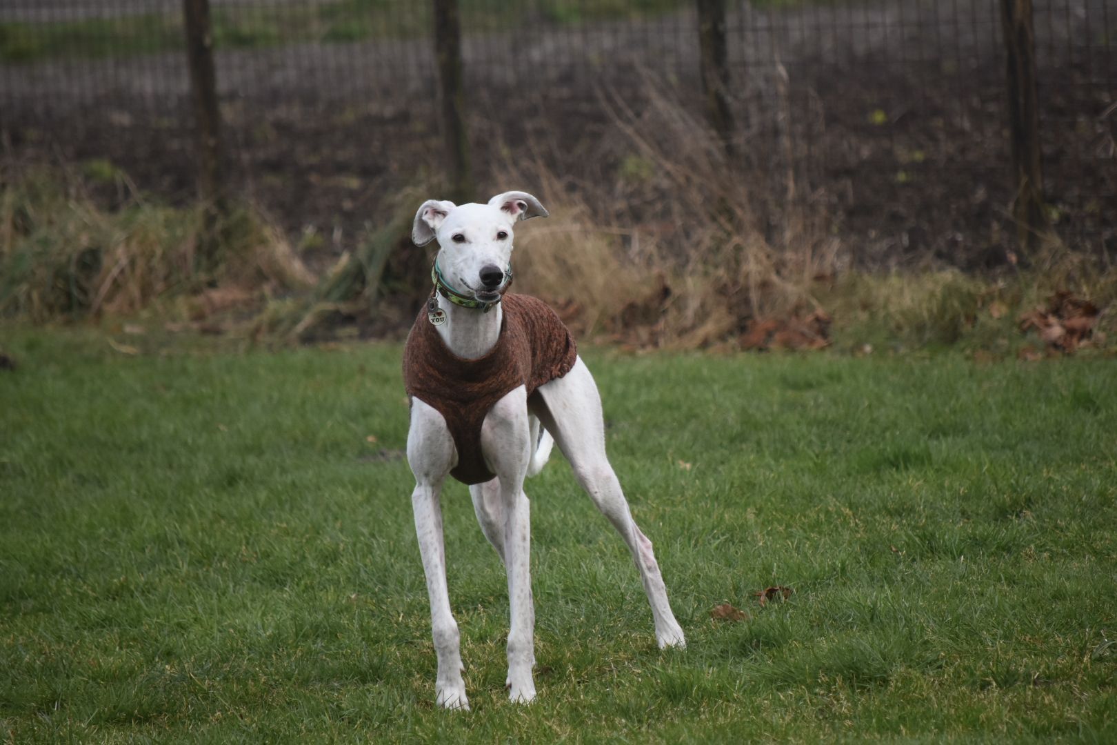 Een witte greyhound met een bruine trui staat op een groen grasveld voor een draadhek.