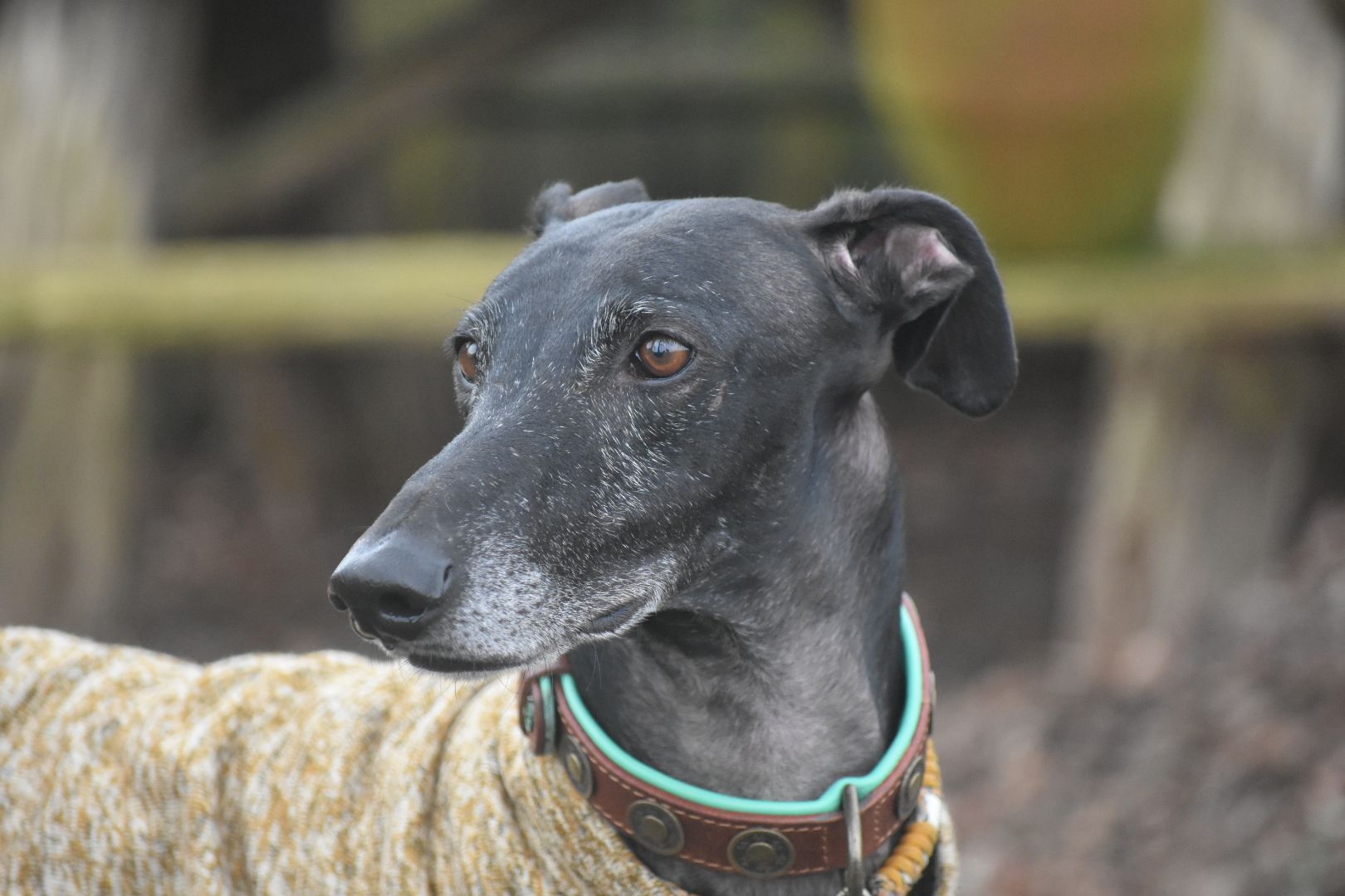Een windhond met een donkere vacht en een gespikkelde snuit, gekleed in een beige trui en met een sierhalsband, kijkt opzij.