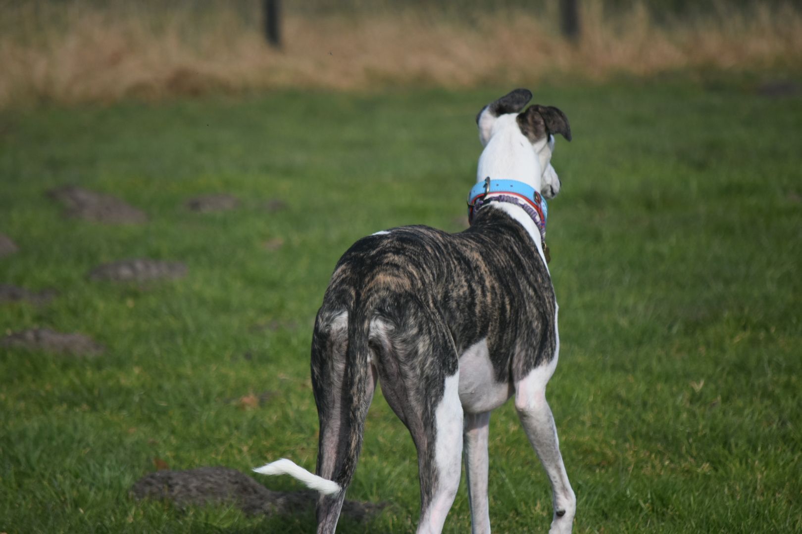Een gestreepte en witte hond met een blauwe halsband staat op een groen veld en kijkt naar rechts.