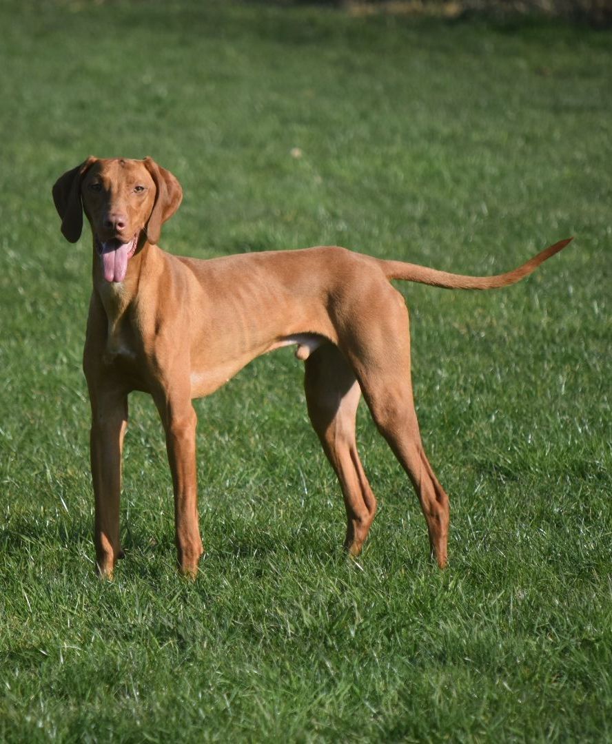 Een goudbruine Vizsla staat alert in een groen grasveld met zijn tong uit zijn bek.