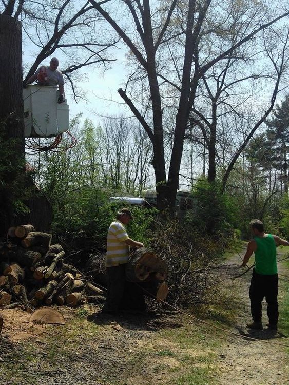 A man in a bucket is cutting down a tree.