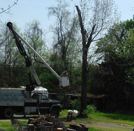 A man in a bucket is cutting down a tree