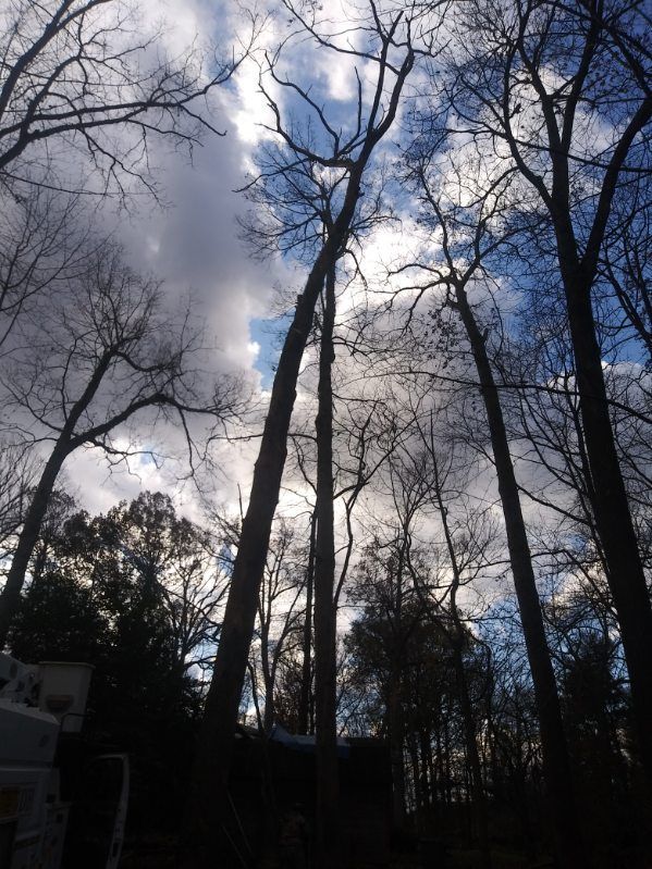 A row of trees without leaves against a cloudy sky