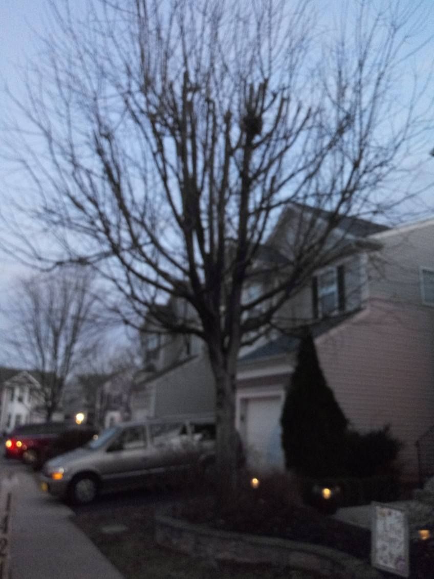 A car is parked in front of a house with a tree in front of it