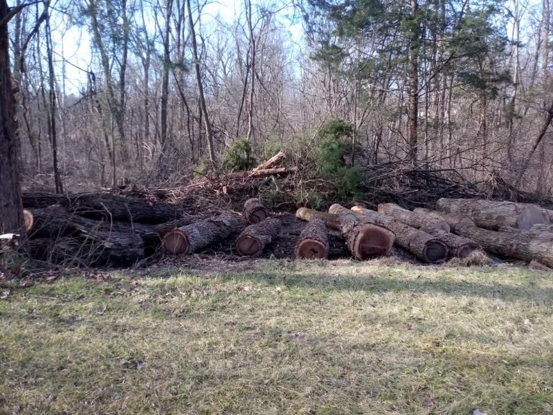 A pile of logs sitting on top of a lush green field.