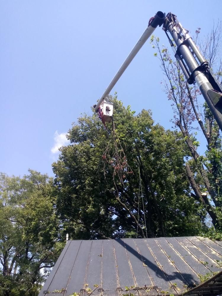 A crane is lifting a tree over a roof