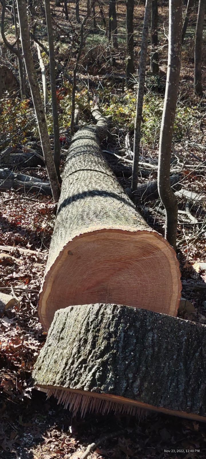 A large log is laying on the ground in the woods.