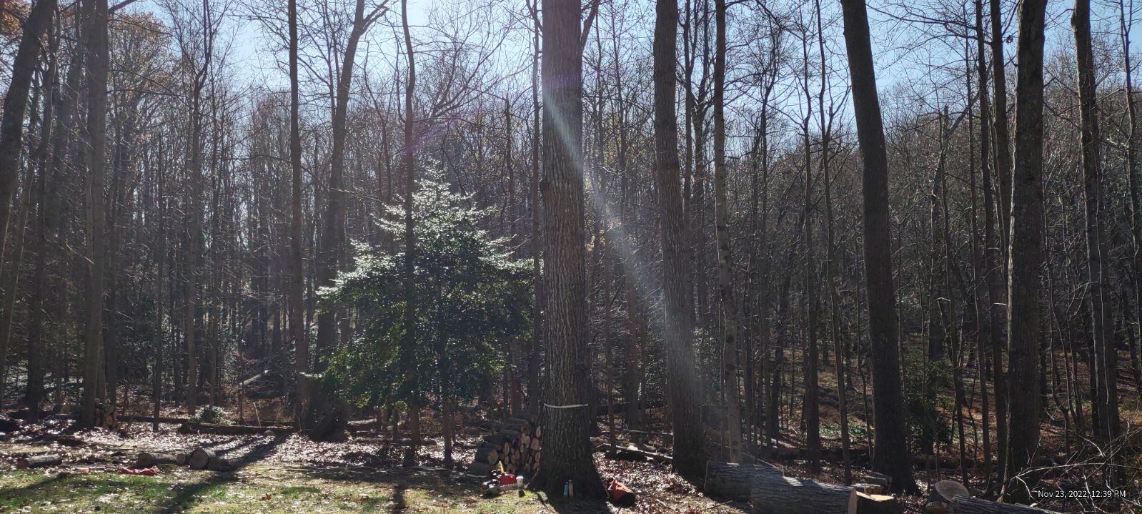 A person is cutting a tree in the woods with a chainsaw.