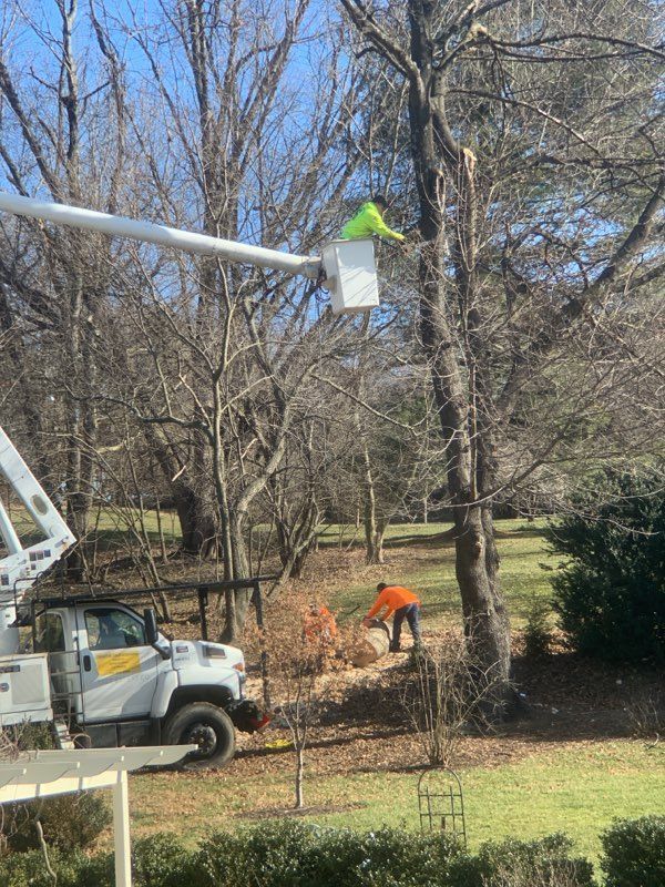 A man is cutting a tree with a crane in a yard.