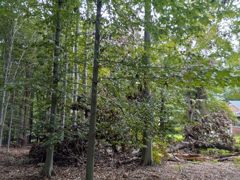 A forest with a lot of trees and leaves