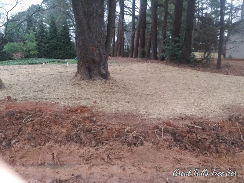 A large tree in the middle of a dirt field surrounded by trees.