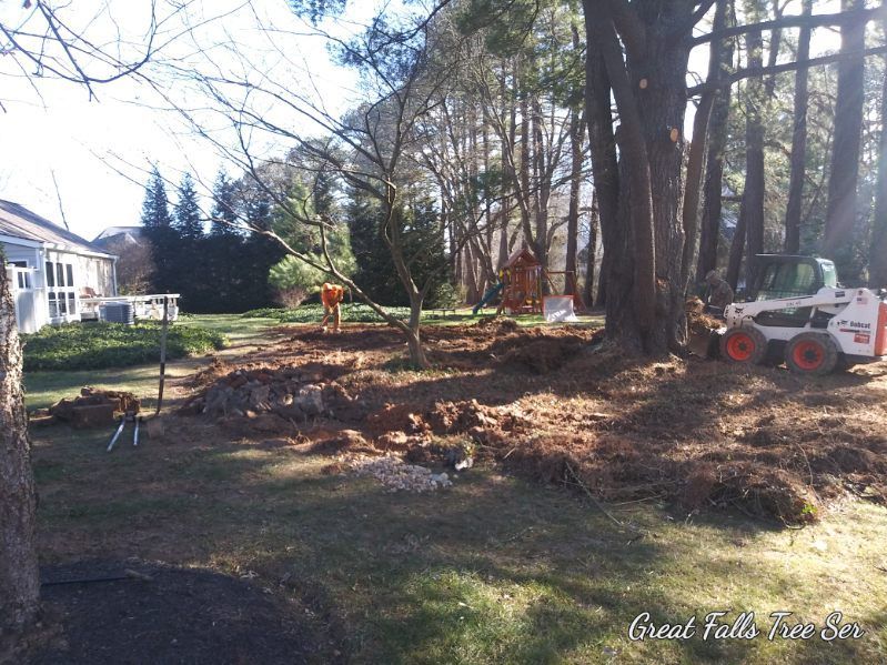 A bobcat is sitting in the middle of a yard surrounded by trees.