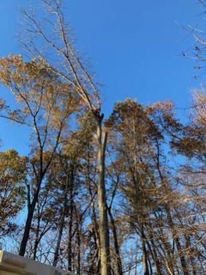 A tree is being cut down in the middle of a forest.
