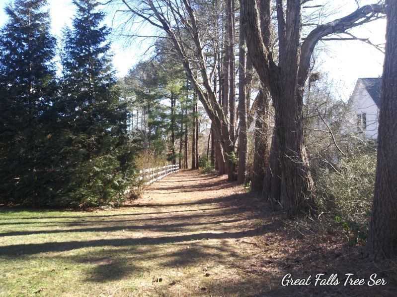 A picture of a path in the woods taken by great falls tree sea