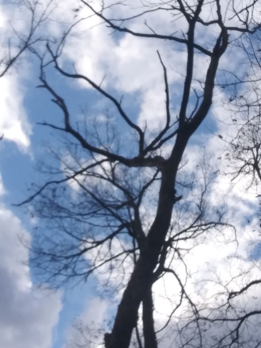 A tree without leaves against a cloudy blue sky