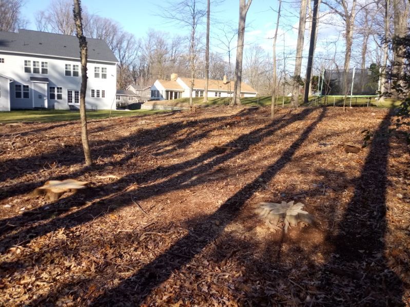 The shadows of trees are cast on the ground in front of a house